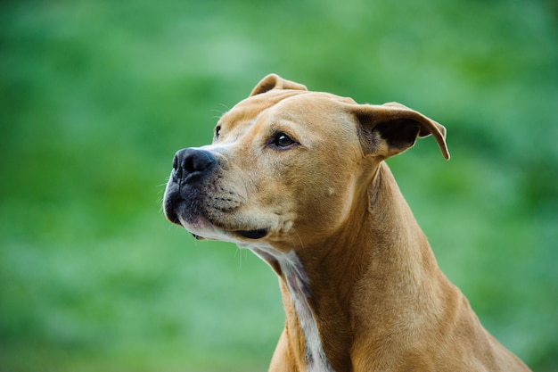 Amerikanischer Pitbullterrier schaut weg