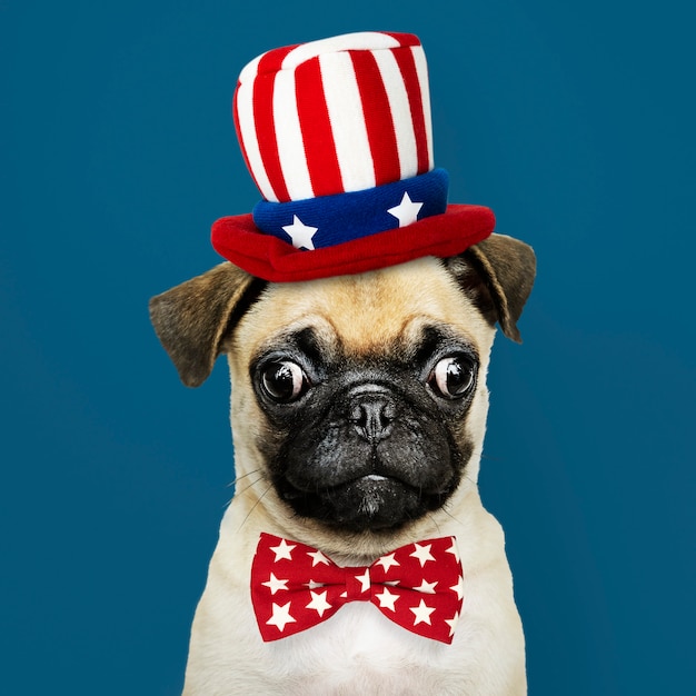 Amerikanischer pugwelpe