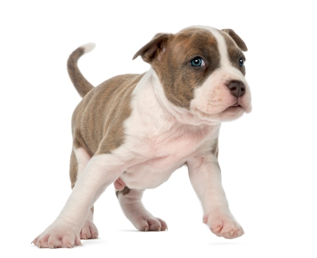 Amerikanischer Staffordshire Terrier Welpe