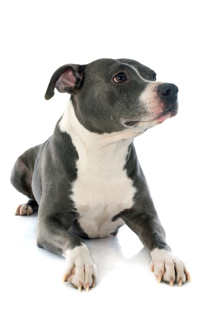 Amerikanischer Staffordshire Terrier