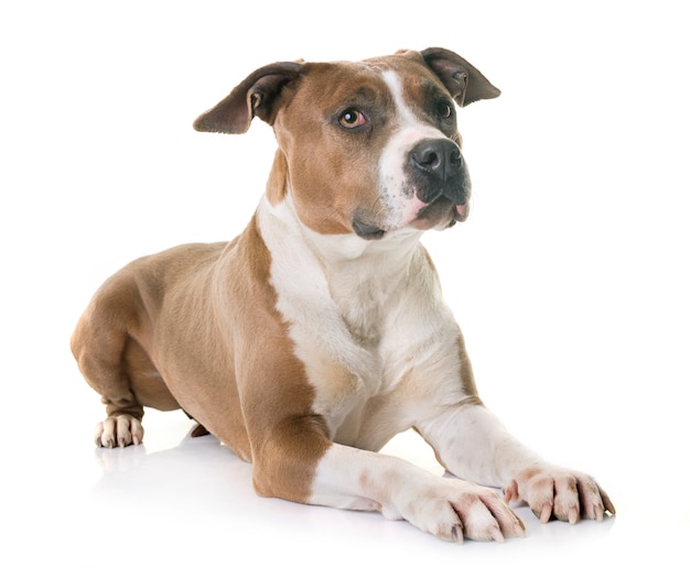 Amerikanischer Staffordshire Terrier