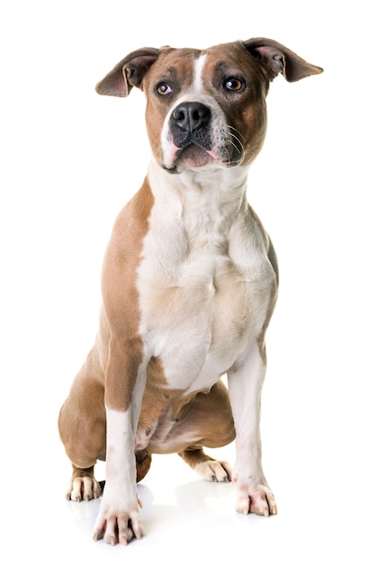 Amerikanischer Staffordshire Terrier