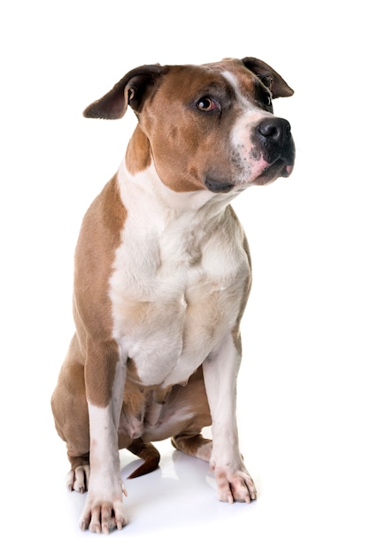 Amerikanischer Staffordshire Terrier