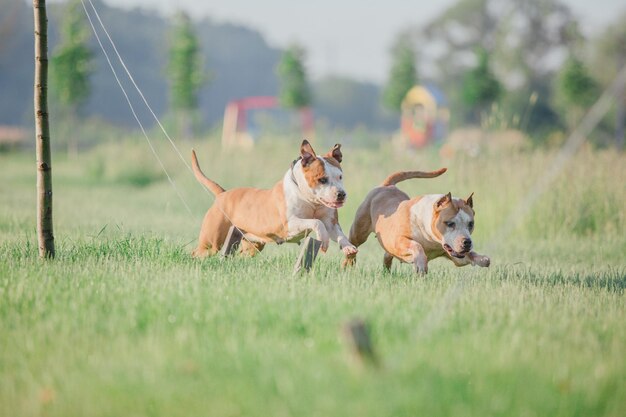 Amerikanischer Staffordshire-Terrierhund morgens