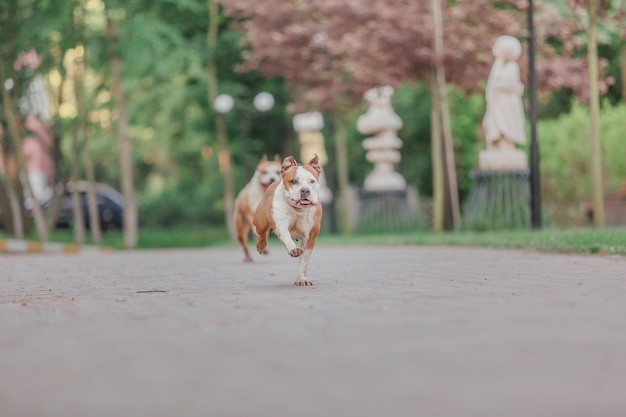 Amerikanischer Staffordshire-Terrierhund morgens