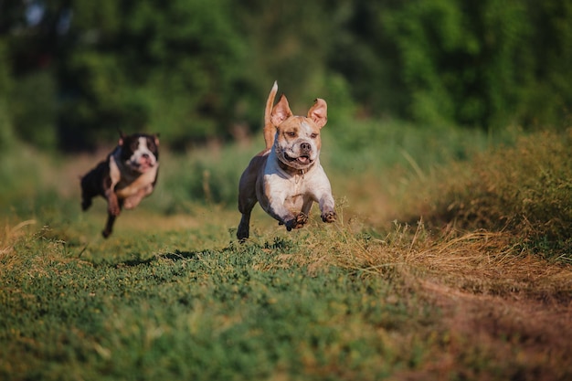 Amerikanischer Staffordshire-Terrierhund morgens
