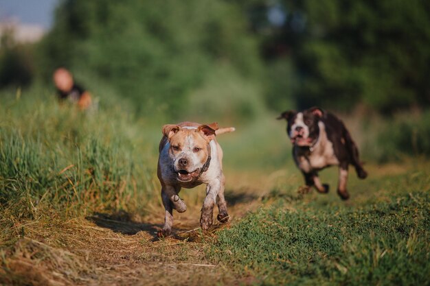 Amerikanischer Staffordshire-Terrierhund morgens