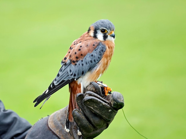 Amerikanischer Turmfalke in einem Greifvogelzentrum