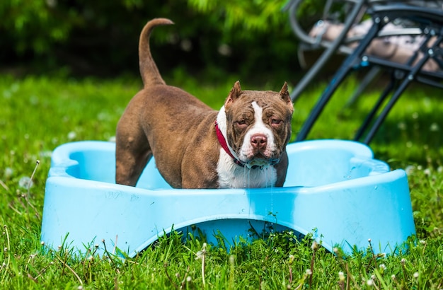 Amerikanischer Tyrannhund schwimmt im Pool