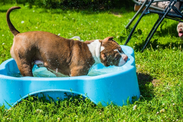 Amerikanischer Tyrannhund schwimmt im Pool