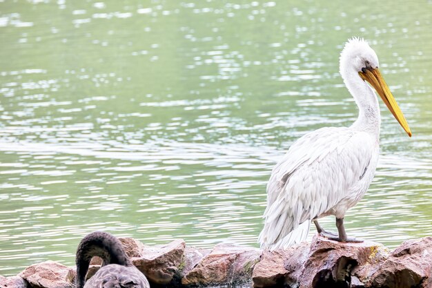 Amerikanischer Weißpelikan (Pelecanus erythrohynchos).