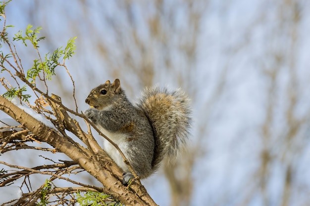 Amerikanisches Eichhörnchen frisst im Winter eine Nuss, die mit Walnüssen füttert