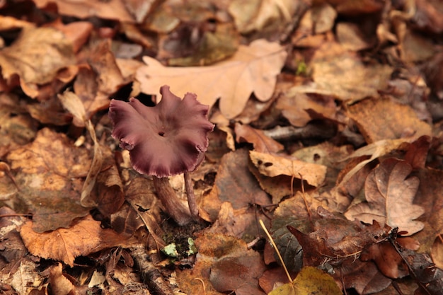 Amethyst-Betrüger Laccaria amethystina