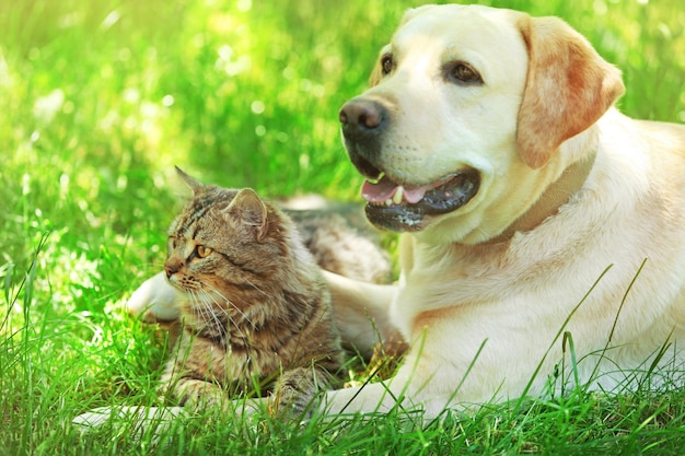 Amigable perro y gato descansando sobre el fondo de hierba verde