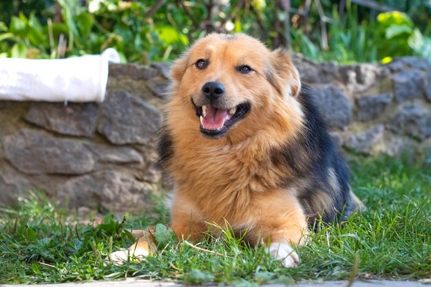 El amigable perro marrón con la boca abierta yace en el jardín en la hierba