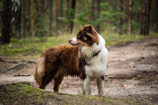 Amigo humano leal, retrato de perro guardián, vida salvaje increíble
