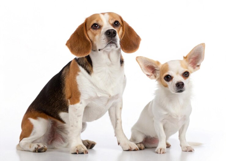 Amigos del beagle y el chihuahua