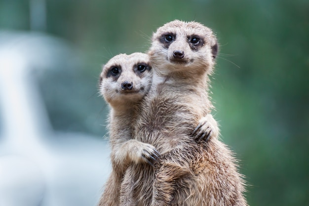 Amigos de Meerkat abrazándose y mostrando amor