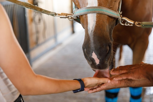 Amistad de un hombre y un caballo Caballo lame la mano de una niña