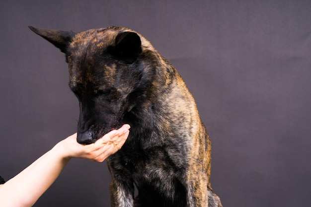 Amistad entre humanos y perros alimentándose y tomando la pata en la mano.