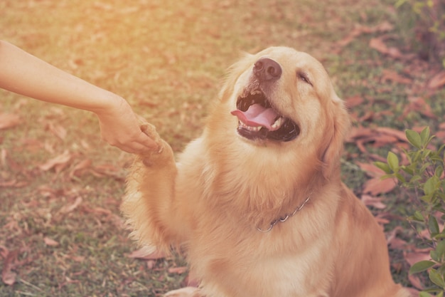 Foto amistad entre humanos y perros.