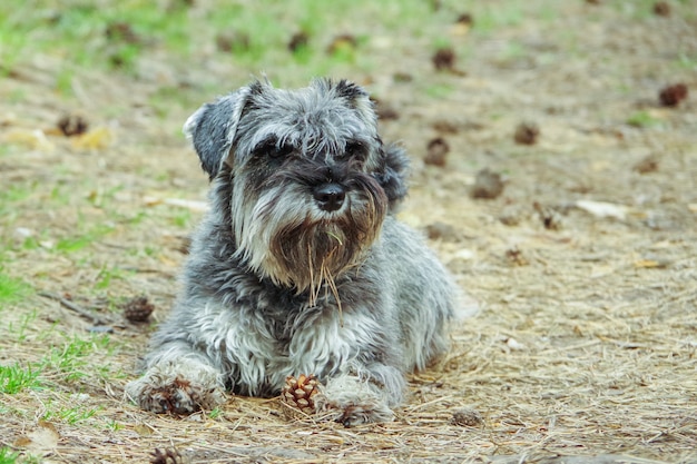 Amistoso perro schnauzer tirado en el suelo en un bosque verde durante un hermoso día soleado de otoño. Foto con bonitas sombras. Práctica en equipo