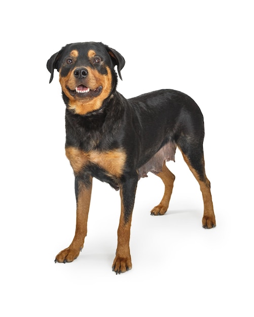 amistoso, rottweiler, perro, blanco