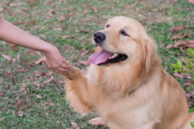 Amizade entre humano e cão