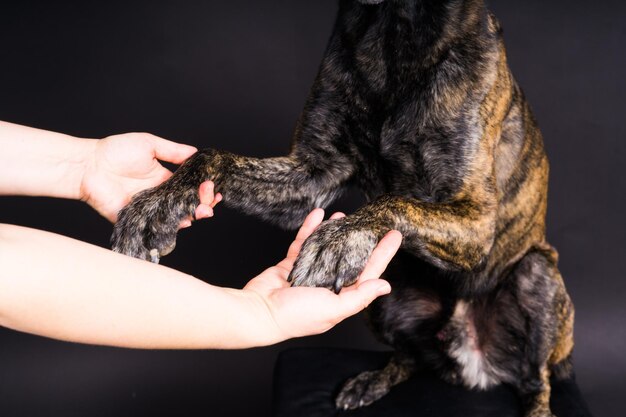 Amizade entre humanos e cães alimentando e levando a pata na mão