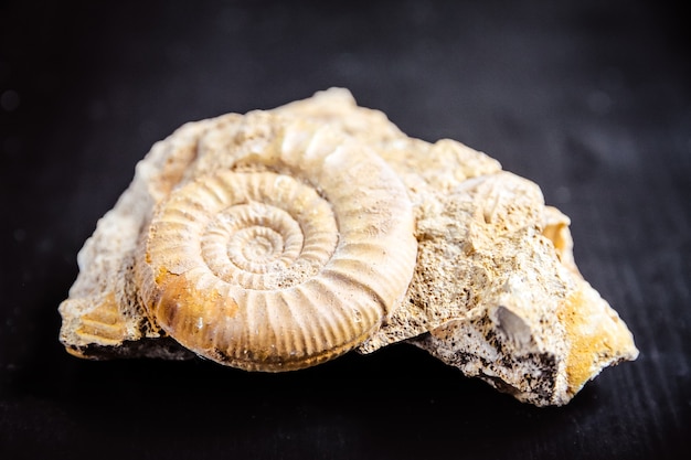 Ammonitenfossil lokalisiert auf einem schwarzen Hintergrund.