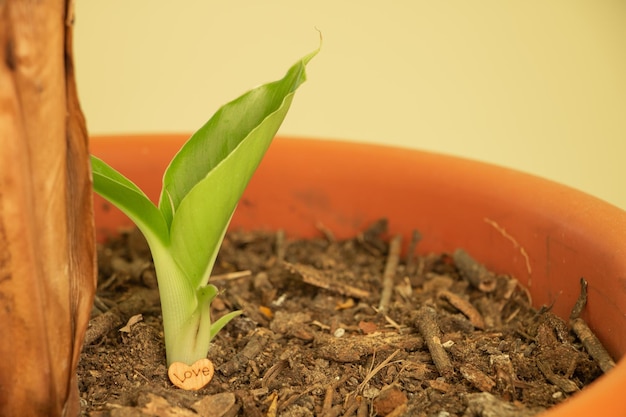 Amo cultivar conceito de bananeira linda planta tropical em casa