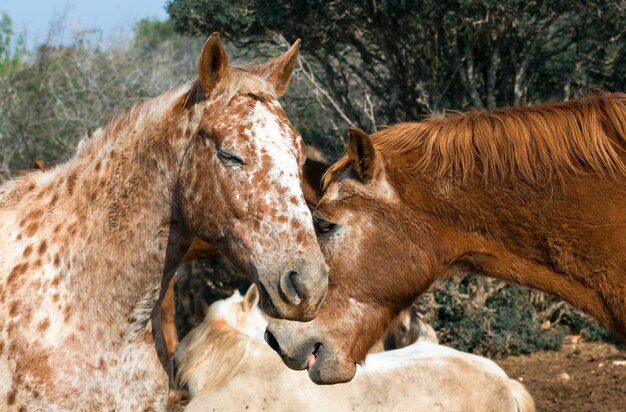 Amo dois cavalos, close up