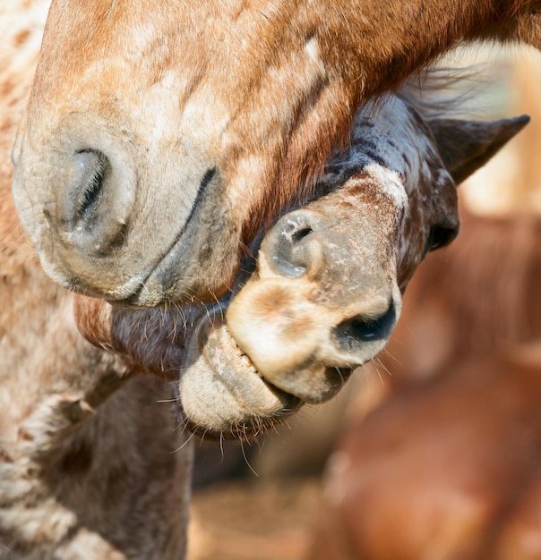 Amo dos caballos