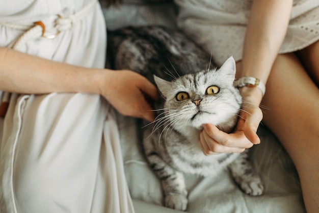 Amor a los animales Mujeres acariciando un primer plano de gato gris de pura sangre