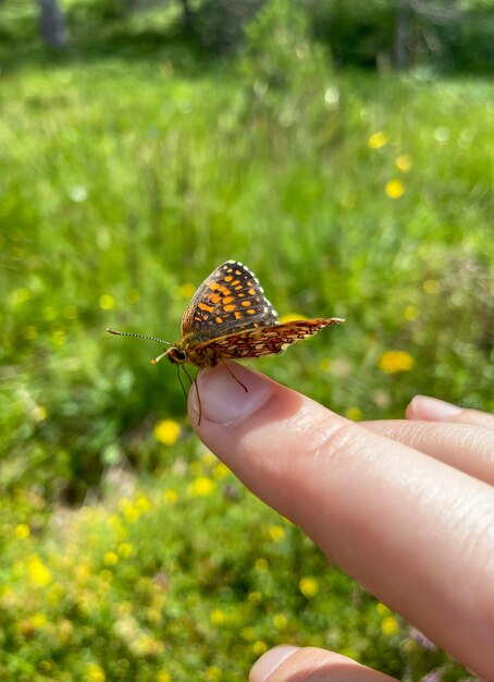 Foto amor de borboleta.