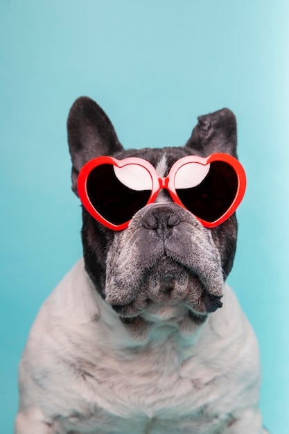 Foto amor de cachorro comemorando o dia dos namorados com óculos vermelhos em forma de coração isolados em fundo azul
