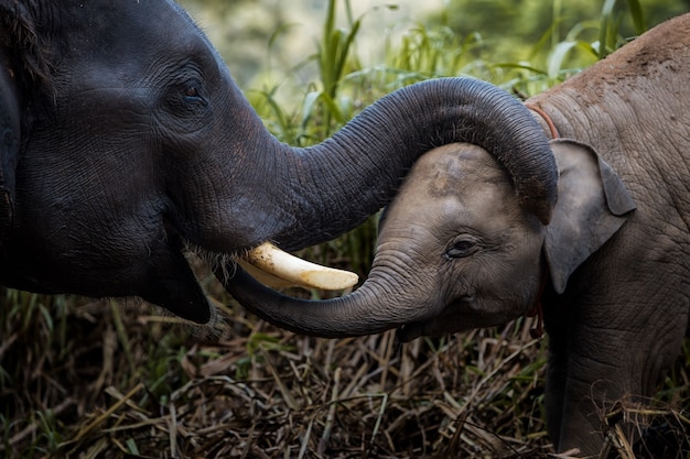 Amor de elefantes