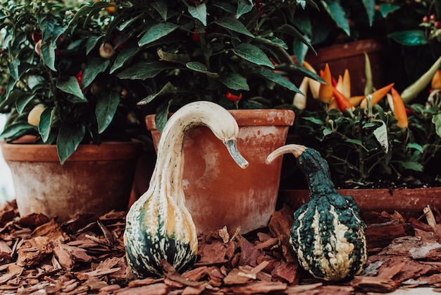 Amor de dos calabazas calabazas inclinadas una hacia la otra como cisnes