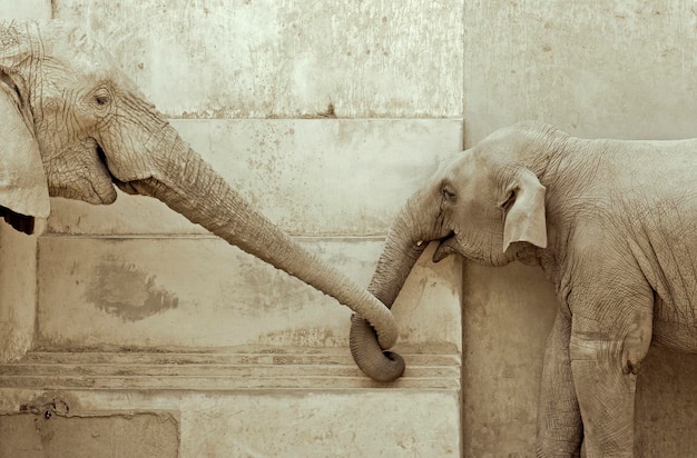 El amor de los elefantes