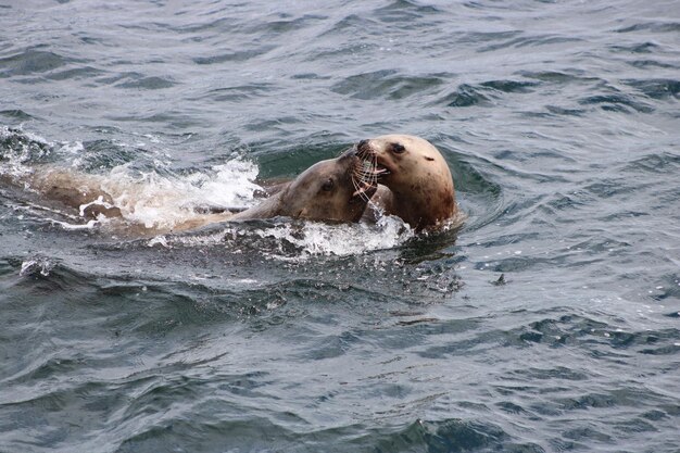 Foto el amor del león marino