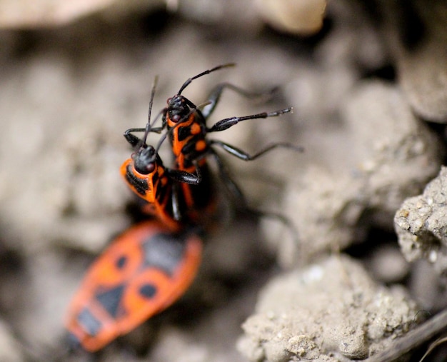 Foto el amor de la macrofotografía