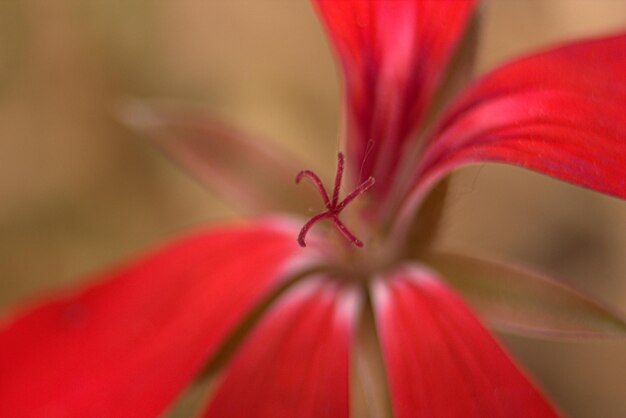 Foto el amor de la macrofotografía