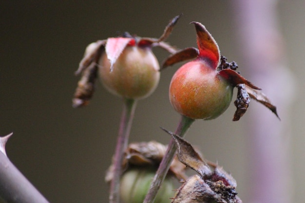 Foto el amor de la macrofotografía