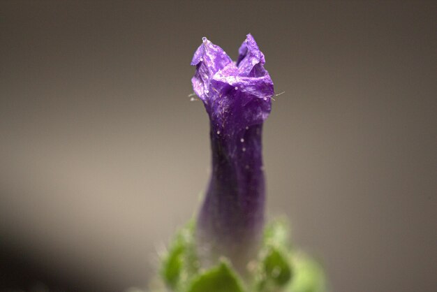 Foto el amor de la macrofotografía