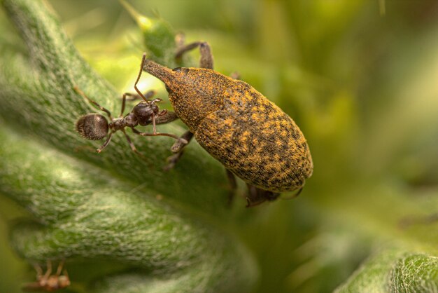 Foto el amor de la macrofotografía