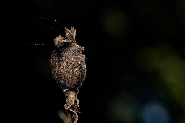 Foto el amor de la macrofotografía