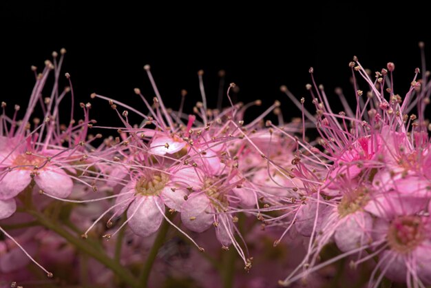 Foto el amor de la macrofotografía