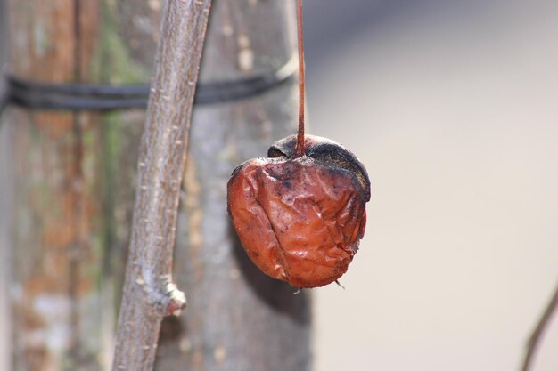 Foto el amor de la macrofotografía