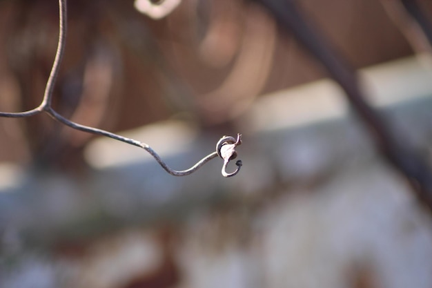 Foto el amor de la macrofotografía