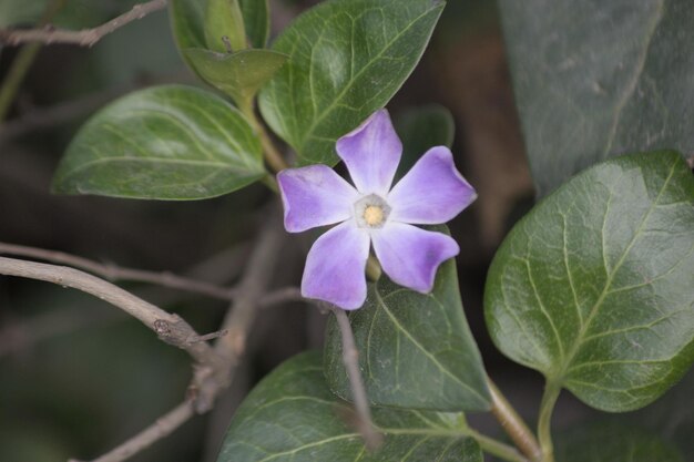 Foto el amor de la macrofotografía